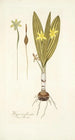 Hypoxis plicata - Nikolaus Joseph Freiherr von Jacquin — vista dell’opera
