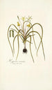 Hypoxis serrata - Nikolaus Joseph Freiherr von Jacquin — vista dell’opera