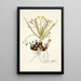 Hypoxis sobolifera - Nikolaus Joseph Freiherr von Jacquin — quadro incorniciato alla parete