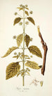 Hyptis capitata - Nikolaus Joseph Freiherr von Jacquin — vista dell’opera