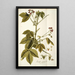 Iatropha gossypifolia - Nikolaus Joseph Freiherr von Jacquin — quadro incorniciato alla parete