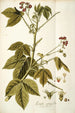 Iatropha gossypifolia - Nikolaus Joseph Freiherr von Jacquin — vista dell’opera