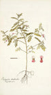 Indigofera dendroides - Nikolaus Joseph Freiherr von Jacquin — vista dell’opera