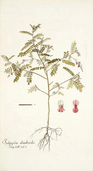 Nikolaus Joseph Freiherr von Jacquin - Indigofera dendroides.webp