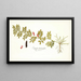 Indigofera hendecaphylla - Nikolaus Joseph Freiherr von Jacquin — quadro incorniciato alla parete