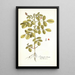 Indigofera hirsuta - Nikolaus Joseph Freiherr von Jacquin — quadro incorniciato alla parete