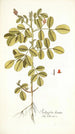 Indigofera hirsuta - Nikolaus Joseph Freiherr von Jacquin — vista dell’opera