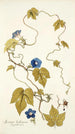 Ipomoea hederacea - Nikolaus Joseph Freiherr von Jacquin — vista dell’opera