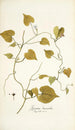 Ipomoea leucantha - Nikolaus Joseph Freiherr von Jacquin — vista dell’opera