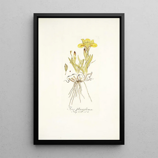 Nikolaus Joseph Freiherr von Jacquin - Iris flavissima.webp