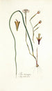 Iris tricuspis - Nikolaus Joseph Freiherr von Jacquin — vista dell’opera