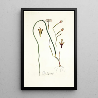 Nikolaus Joseph Freiherr von Jacquin - Iris tricuspis.webp