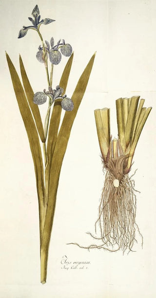 Nikolaus Joseph Freiherr von Jacquin - Iris virginica.webp