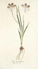 Ixia aneaionaeflora - Nikolaus Joseph Freiherr von Jacquin — vista dell’opera