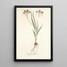 Ixia aneaionaeflora - Nikolaus Joseph Freiherr von Jacquin — quadro incorniciato alla parete