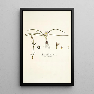 Nikolaus Joseph Freiherr von Jacquin - Ixia bulbocodium.webp