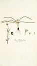 Ixia bulbocodium - Nikolaus Joseph Freiherr von Jacquin — vista dell’opera