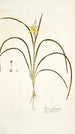 Ixia fragrans - Nikolaus Joseph Freiherr von Jacquin — vista dell’opera