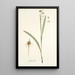 Ixia lancea - Nikolaus Joseph Freiherr von Jacquin — quadro incorniciato alla parete