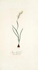Ixia linearis - Nikolaus Joseph Freiherr von Jacquin — vista dell’opera