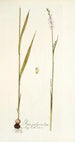 Ixia polystachya - Nikolaus Joseph Freiherr von Jacquin | Reproduction — vista dell’opera