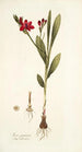 Ixia punicea - Nikolaus Joseph Freiherr von Jacquin — vista dell’opera