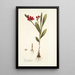 Ixia punicea - Nikolaus Joseph Freiherr von Jacquin — quadro incorniciato alla parete