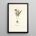 Ixia purpurea - Nikolaus Joseph Freiherr von Jacquin — quadro incorniciato alla parete