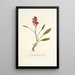 Ixia purpurea varietas - Nikolaus Joseph Freiherr von Jacquin — quadro incorniciato alla parete