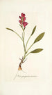 Ixia purpurea varietas - Nikolaus Joseph Freiherr von Jacquin — vista dell’opera