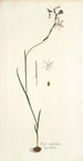 Ixia radiata - Nikolaus Joseph Freiherr von Jacquin — vista dell’opera