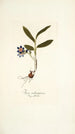 Ixia rubrocyanea - Nikolaus Joseph Freiherr von Jacquin — vista dell’opera