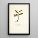 Ixia rubrocyanea - Nikolaus Joseph Freiherr von Jacquin — quadro incorniciato alla parete
