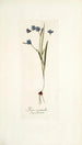 Ixia secunda - Nikolaus Joseph Freiherr von Jacquin — vista dell’opera