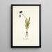 Ixia uniflora - Nikolaus Joseph Freiherr von Jacquin — quadro incorniciato alla parete