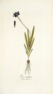 Ixia uniflora - Nikolaus Joseph Freiherr von Jacquin — vista dell’opera