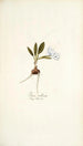 Ixia villosa - Nikolaus Joseph Freiherr von Jacquin — vista dell’opera