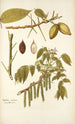 Juglans cinerea - Nikolaus Joseph Freiherr von Jacquin — vista dell’opera