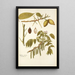 Juglans cinerea - Nikolaus Joseph Freiherr von Jacquin — quadro incorniciato alla parete