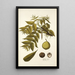 Juglans nigra - Nikolaus Joseph Freiherr von Jacquin — quadro incorniciato alla parete
