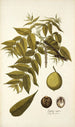 Juglans nigra - Nikolaus Joseph Freiherr von Jacquin — vista dell’opera