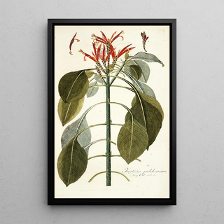 Nikolaus Joseph Freiherr von Jacquin - Justicia pulcherrima.webp