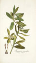 Kiggelaria integrifolia - Nikolaus Joseph Freiherr von Jacquin — vista dell’opera