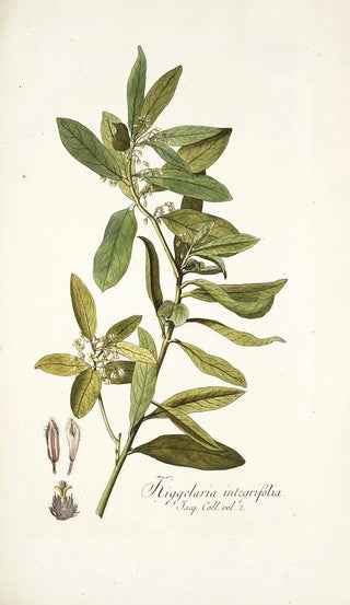Nikolaus Joseph Freiherr von Jacquin - Kiggelaria integrifolia.webp
