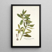 Kiggelaria integrifolia - Nikolaus Joseph Freiherr von Jacquin — quadro incorniciato alla parete