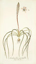 Lachenalia angustifolia - Nikolaus Joseph Freiherr von Jacquin — vista dell’opera