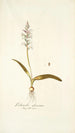 Lachenalia glaucina - Nikolaus Joseph Freiherr von Jacquin — vista dell’opera