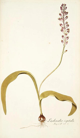 Nikolaus Joseph Freiherr von Jacquin - Lachenalia isopetala.webp