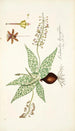 Lachenalia lanceaefolia - Nikolaus Joseph Freiherr von Jacquin — vista dell’opera