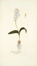 Lachenalia liliflora - Nikolaus Joseph Freiherr von Jacquin | Reproduction — vista dell’opera